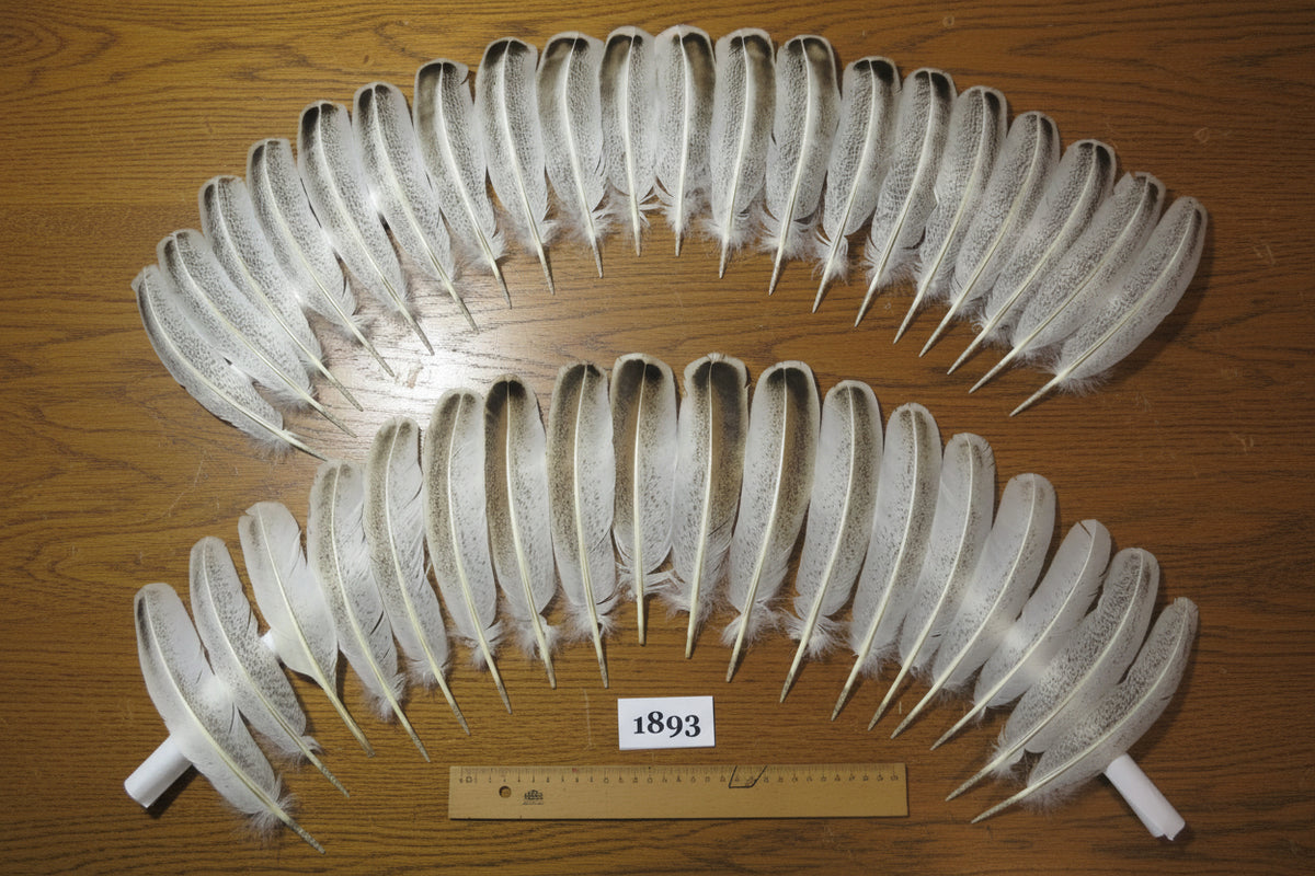 38 Pcs Natural Turkey Wing Feathers, Turkey Feathers,Fly Tying Material,Craft Feathers,Natural Feathers(1893)