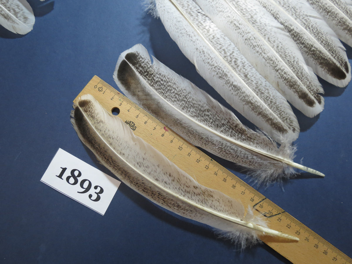 38 Pcs Natural Turkey Wing Feathers, Turkey Feathers,Fly Tying Material,Craft Feathers,Natural Feathers(1893)