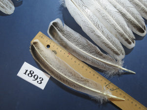38 Pcs Natural Turkey Wing Feathers, Turkey Feathers,Fly Tying Material,Craft Feathers,Natural Feathers(1893)