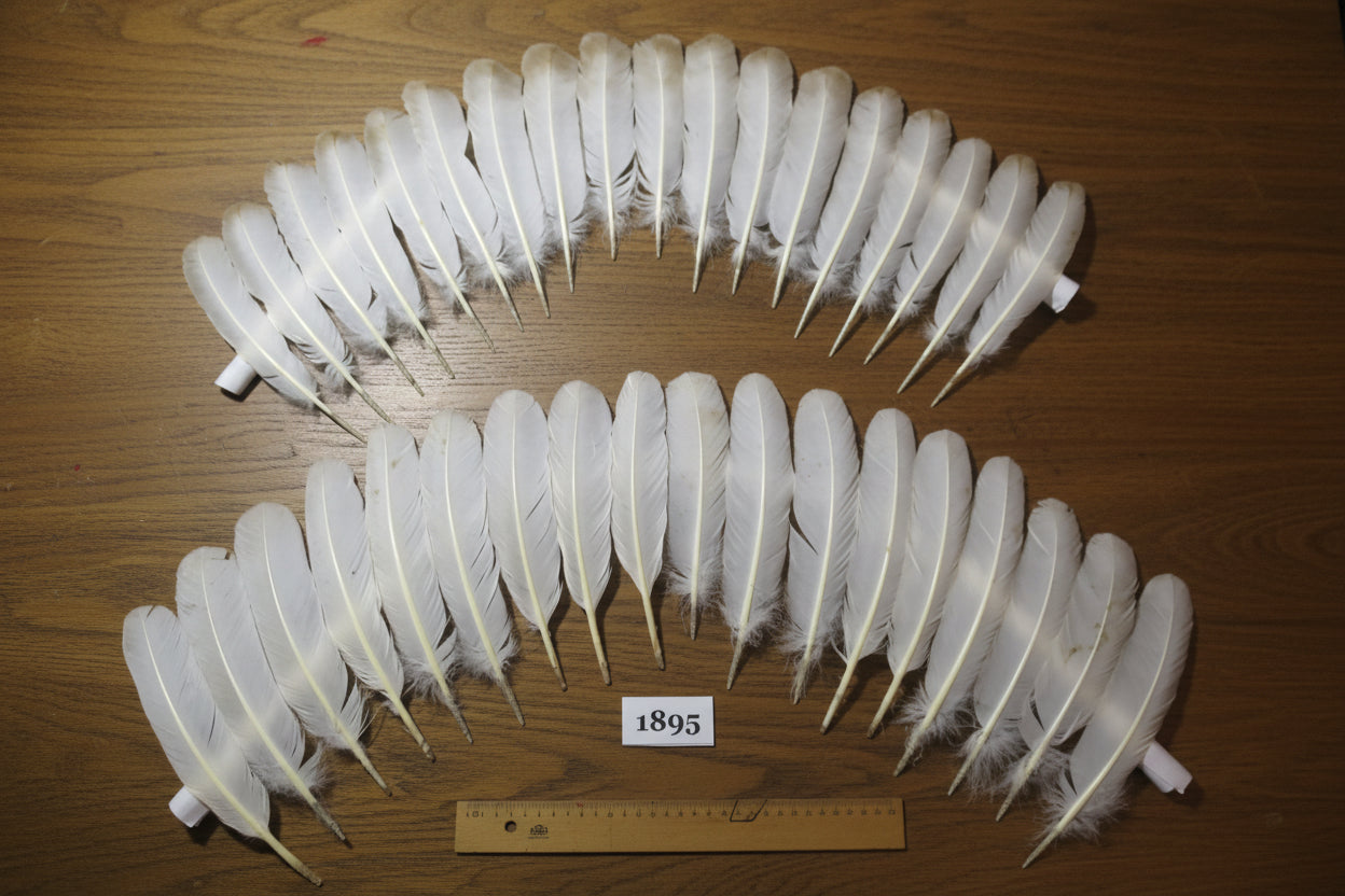 36 Pcs Natural Turkey Wing Feathers, Fly Tying Materials, Long Feathers. (1895)