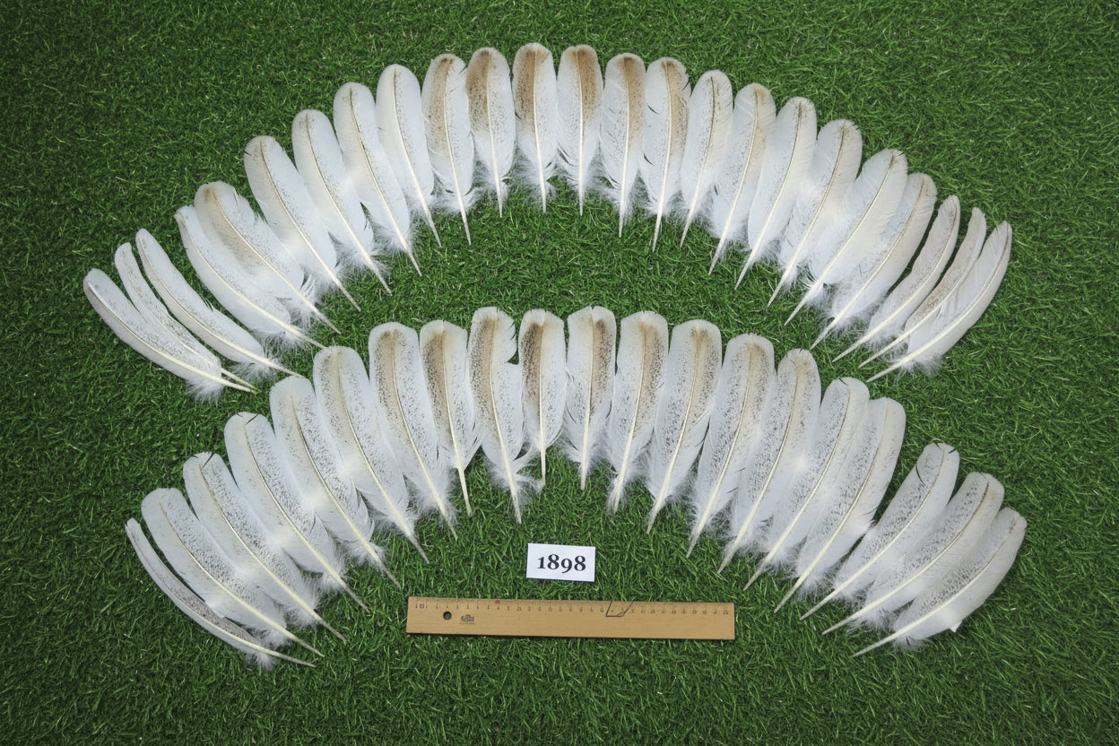 44 Pcs Natural Turkey Wing Feathers, Fly Tying Materials, Long Feathers. (1898)