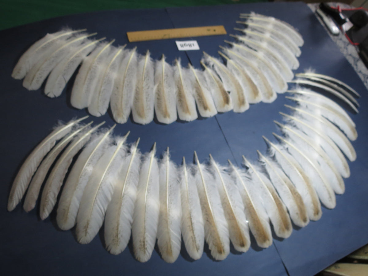 44 Pcs Natural Turkey Wing Feathers, Turkey Feathers,Fly Tying Material,Craft Feathers,Natural Feathers(1898)