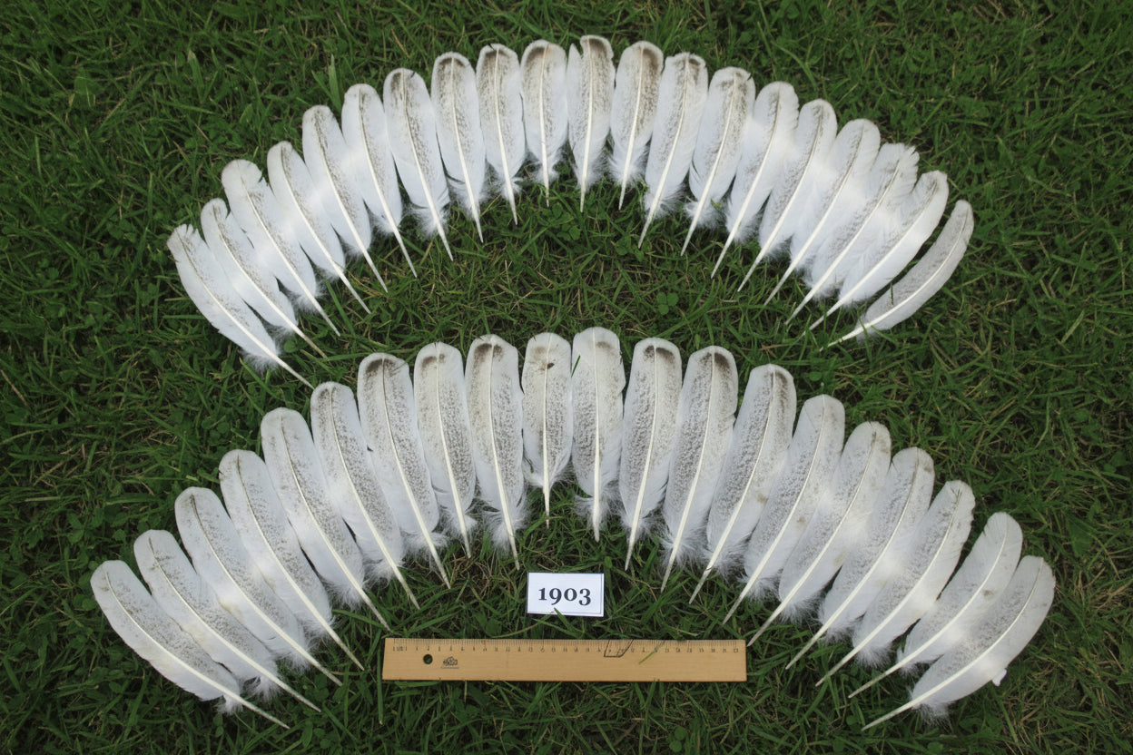 40 Pcs Natural Turkey Wing Feathers, Fly Tying Materials, Long Feathers. (1903)