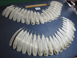 40 Pcs Natural Turkey Wing Feathers, Turkey Feathers,Fly Tying Material,Craft Feathers,Natural Feathers (1903)