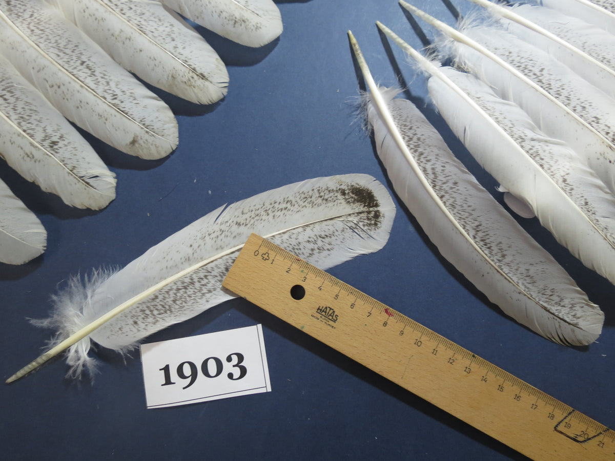 40 Pcs Natural Turkey Wing Feathers, Turkey Feathers,Fly Tying Material,Craft Feathers,Natural Feathers (1903)
