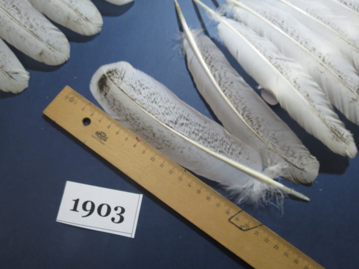 40 Pcs Natural Turkey Wing Feathers, Turkey Feathers,Fly Tying Material,Craft Feathers,Natural Feathers (1903)