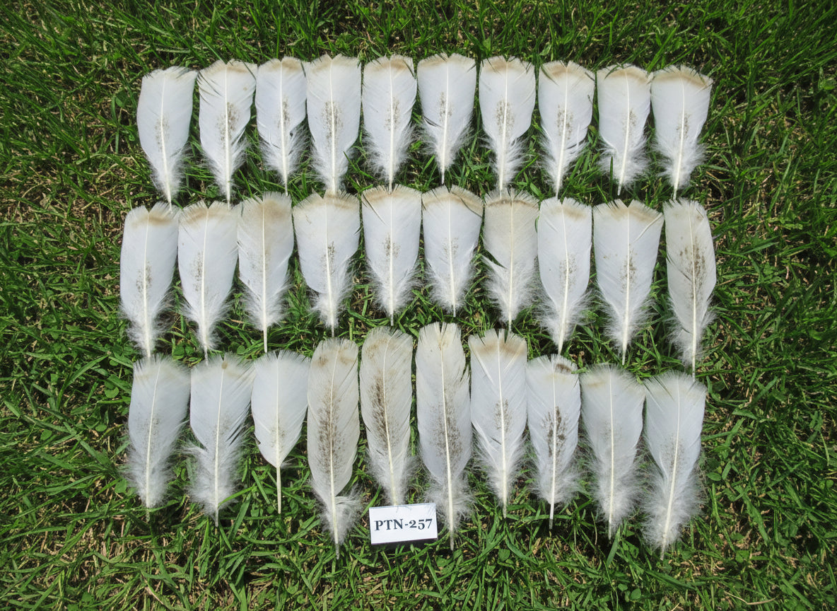 30 Pcs Natural Turkey Pre-Tail Feathers,Turkey Feathers,Fly Tying Material,Craft Feathers,Natural Feathers PTN-257