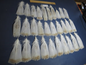 30 Pcs Natural Turkey Pre-Tail Feathers,Turkey Feathers,Fly Tying Material,Craft Feathers,Natural Feathers PTN-257