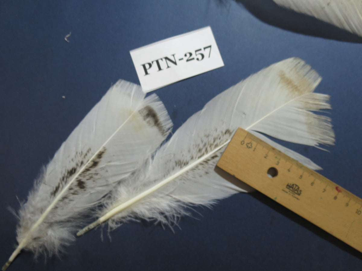 30 Pcs Natural Turkey Pre-Tail Feathers,Turkey Feathers,Fly Tying Material,Craft Feathers,Natural Feathers PTN-257