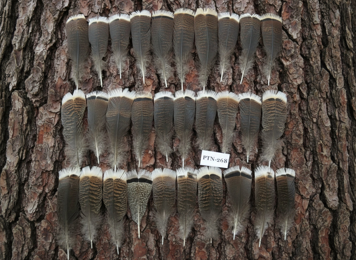 30 Pcs Natural Turkey Pre-Tail Feathers, Turkey Feathers,Fly Tying Material,Craft Feathers,Natural Feathers PTN-268