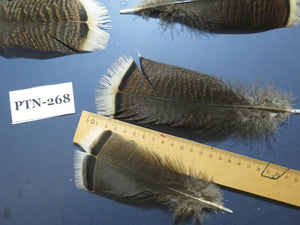 30 Pcs Natural Turkey Pre-Tail Feathers, Turkey Feathers,Fly Tying Material,Craft Feathers,Natural Feathers PTN-268