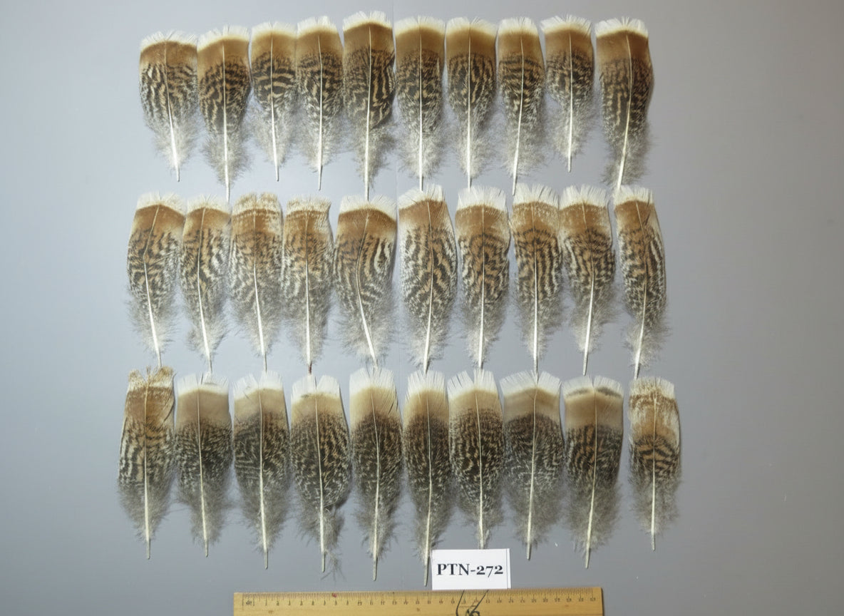 30 Pcs Natural Turkey Pre-Tail Feathers, Turkey Feathers,Fly Tying Material,Craft Feathers,Natural Feathers PTN-272