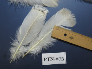 30 Pcs Natural Turkey Pre-Tail Feathers,Turkey Feathers,Fly Tying Material,Craft Feathers,Natural Feathers PTN-273