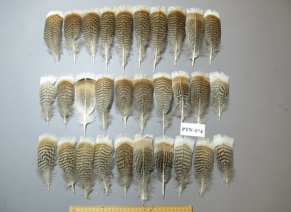 30 Pcs Natural Turkey Pre-Tail Feathers, Turkey Feathers,Fly Tying Material,Craft Feathers,Natural Feathers PTN-274