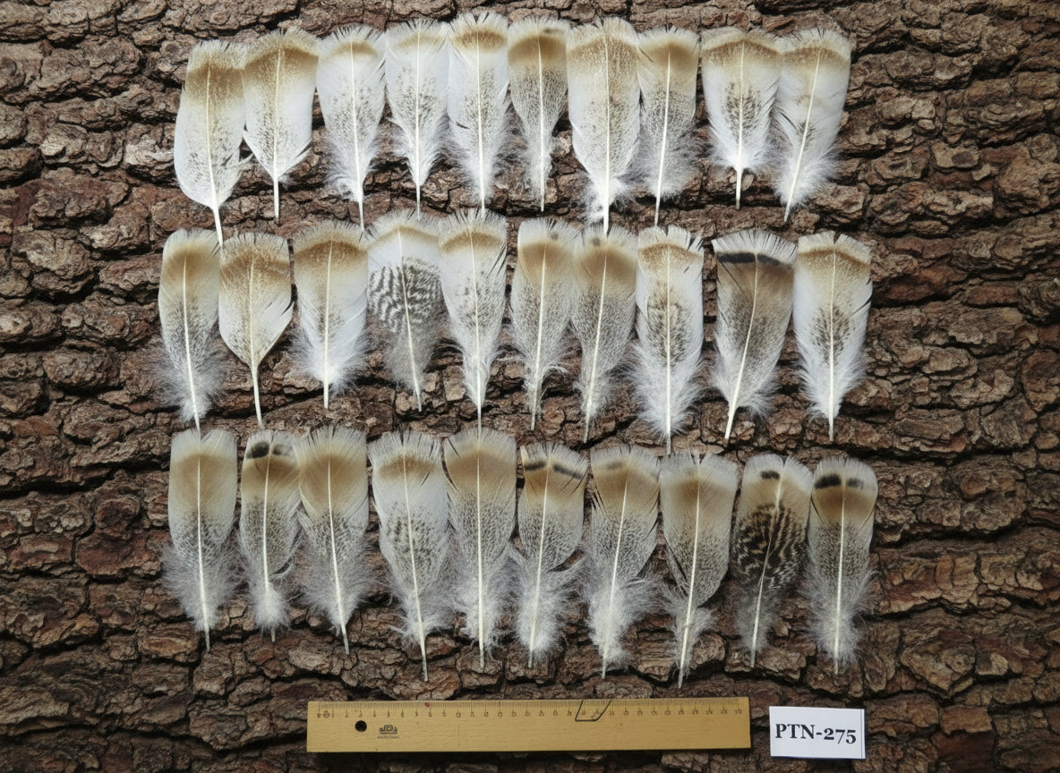 30 Pcs Natural Turkey Pre-Tail Feathers, Turkey Feathers,Fly Tying Material,Craft Feathers,Natural Feathers PTN-275