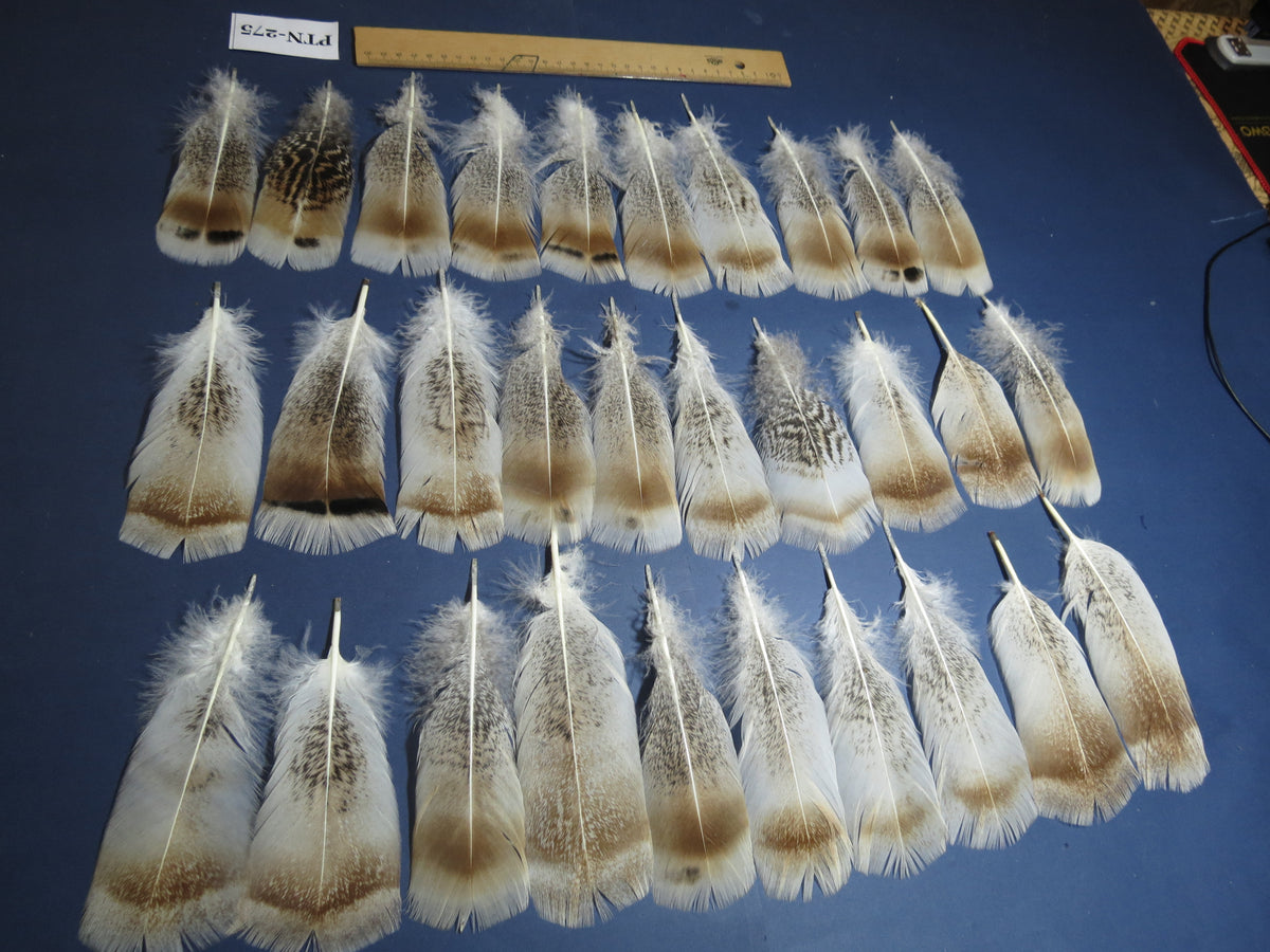 30 Pcs Natural Turkey Pre-Tail Feathers, Turkey Feathers,Fly Tying Material,Craft Feathers,Natural Feathers PTN-275
