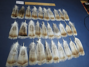 30 Pcs Natural Turkey Pre-Tail Feathers, Turkey Feathers,Fly Tying Material,Craft Feathers,Natural Feathers PTN-275