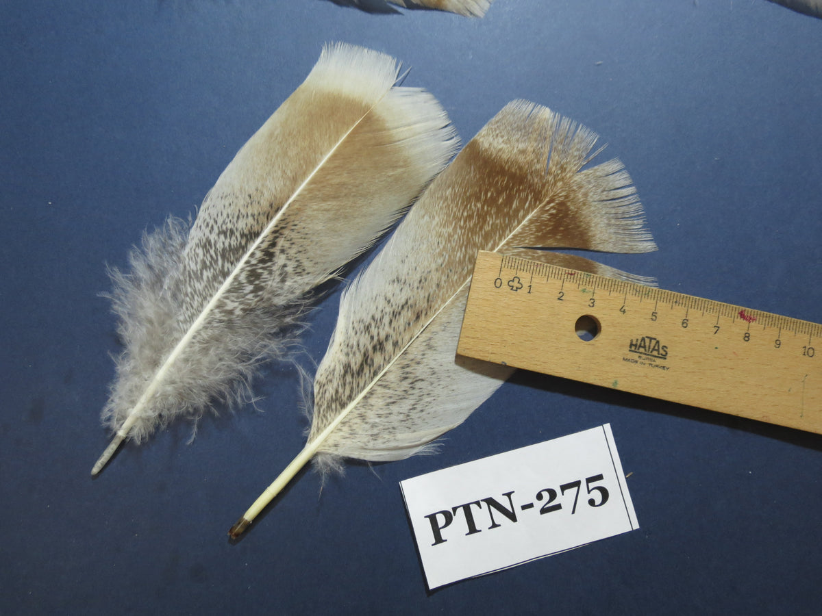 30 Pcs Natural Turkey Pre-Tail Feathers, Turkey Feathers,Fly Tying Material,Craft Feathers,Natural Feathers PTN-275