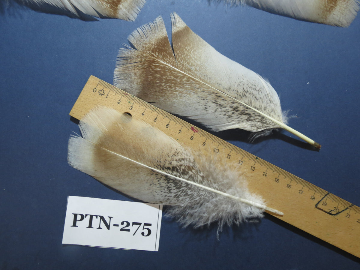 30 Pcs Natural Turkey Pre-Tail Feathers, Turkey Feathers,Fly Tying Material,Craft Feathers,Natural Feathers PTN-275