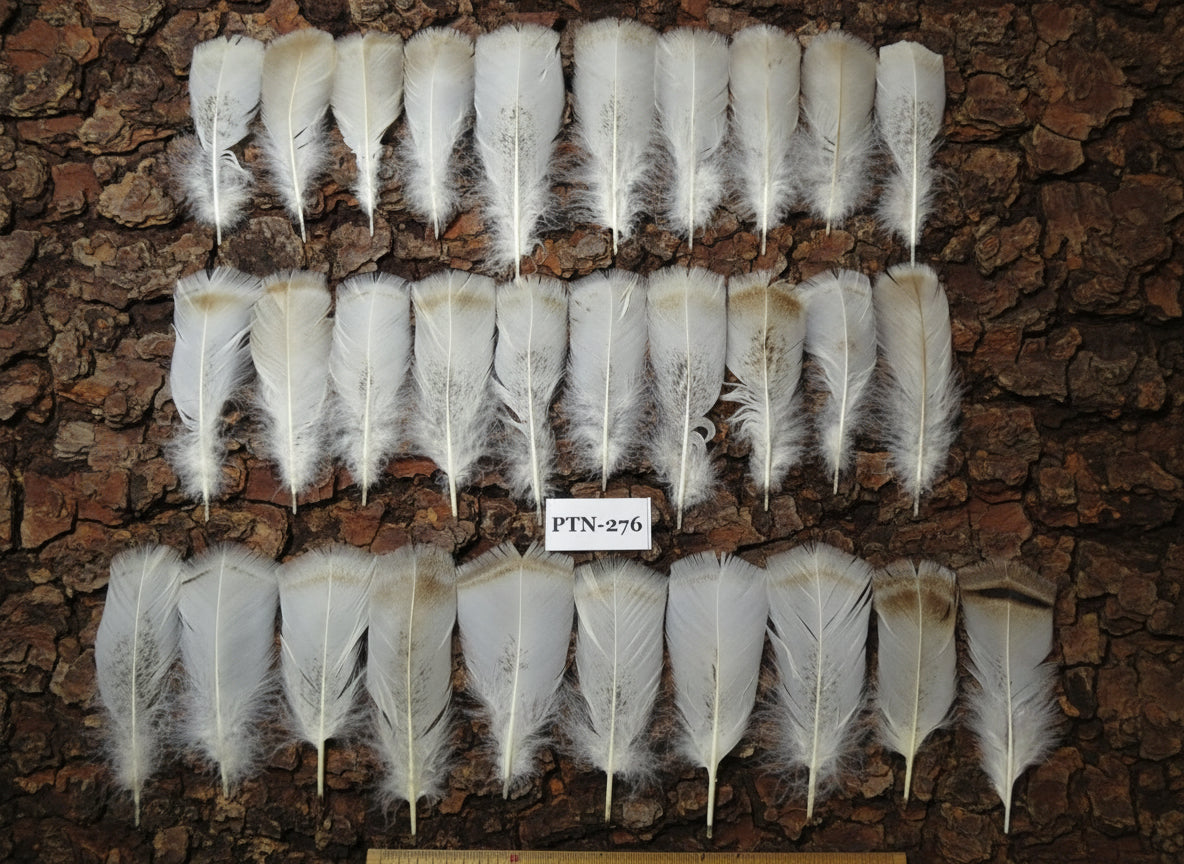 30 Pcs Natural Turkey Pre-Tail Feathers,Turkey Feathers,Fly Tying Material,Craft Feathers,Natural Feathers PTN-276