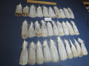 30 Pcs Natural Turkey Pre-Tail Feathers,Turkey Feathers,Fly Tying Material,Craft Feathers,Natural Feathers PTN-276