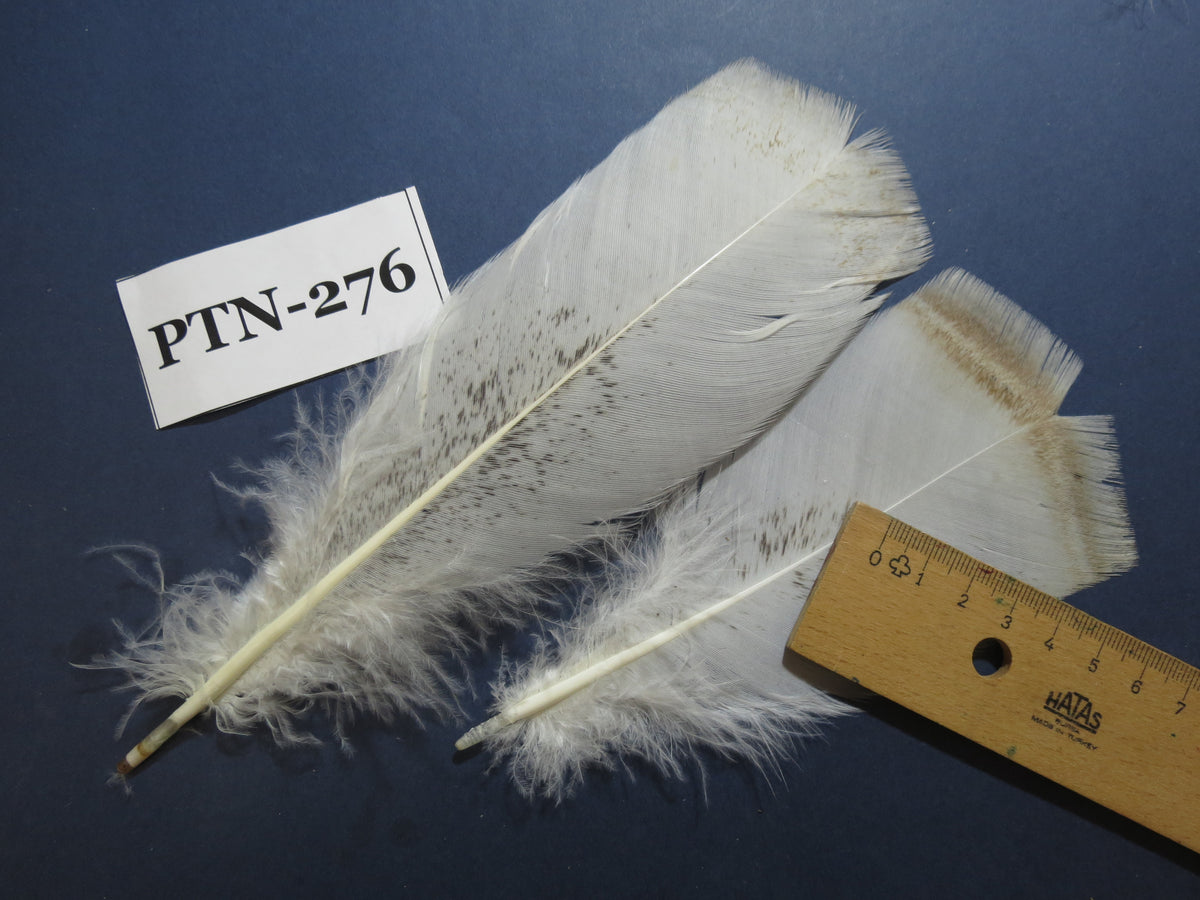 30 Pcs Natural Turkey Pre-Tail Feathers,Turkey Feathers,Fly Tying Material,Craft Feathers,Natural Feathers PTN-276