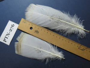30 Pcs Natural Turkey Pre-Tail Feathers,Turkey Feathers,Fly Tying Material,Craft Feathers,Natural Feathers PTN-276