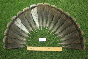 18 Pcs Brown Turkey Tail Feathers, Fly Tying Materials,Long Feathers. (1917)