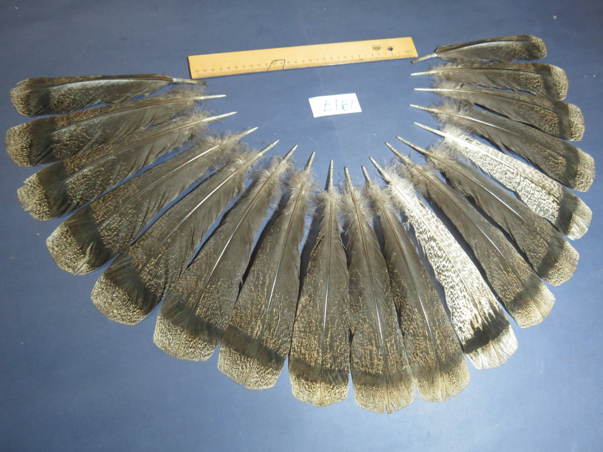 18 Pcs Brown Turkey Tail Feathers, Fly Tying Materials,Long Feathers. (1917)