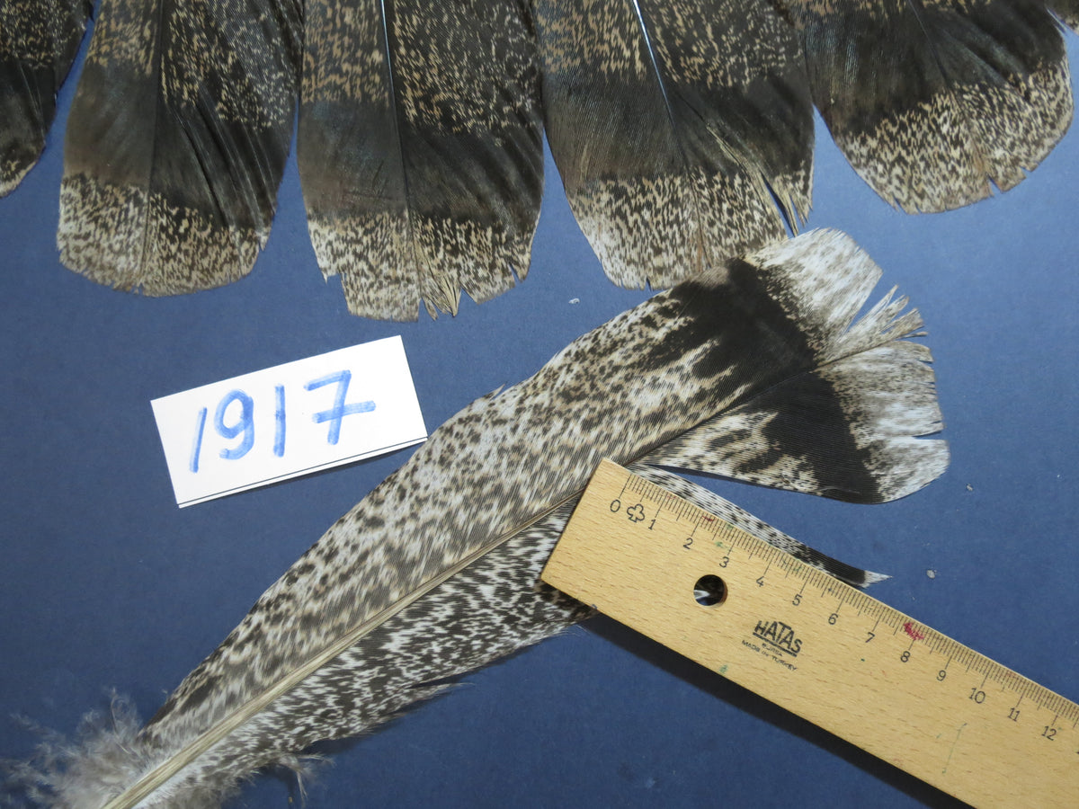 18 Pcs Brown Turkey Tail Feathers, Fly Tying Materials,Long Feathers. (1917)