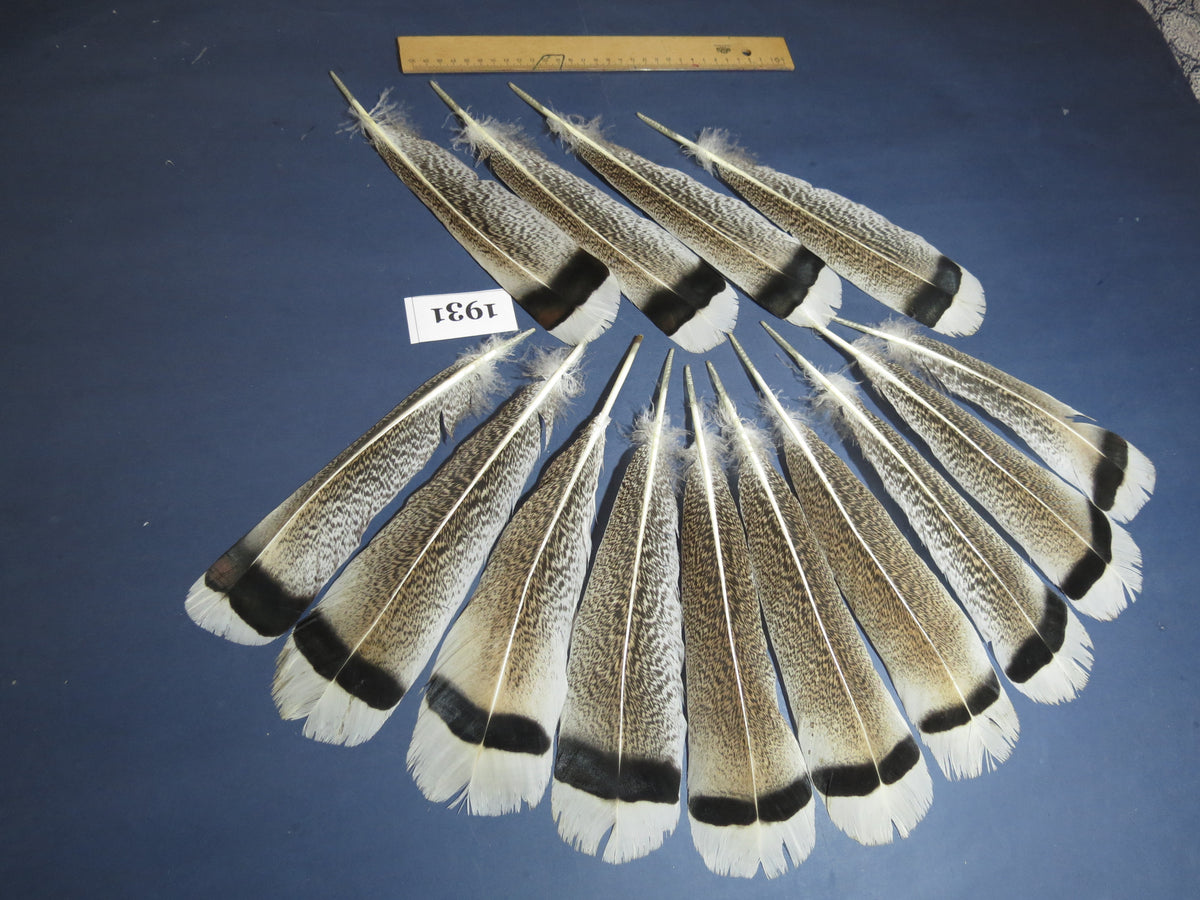 14 Pcs Natural Turkey Tail Feathers, Fly Tying Materials,Long Feathers. (1931)