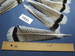 14 Pcs Natural Turkey Tail Feathers, Fly Tying Materials,Long Feathers. (1931)