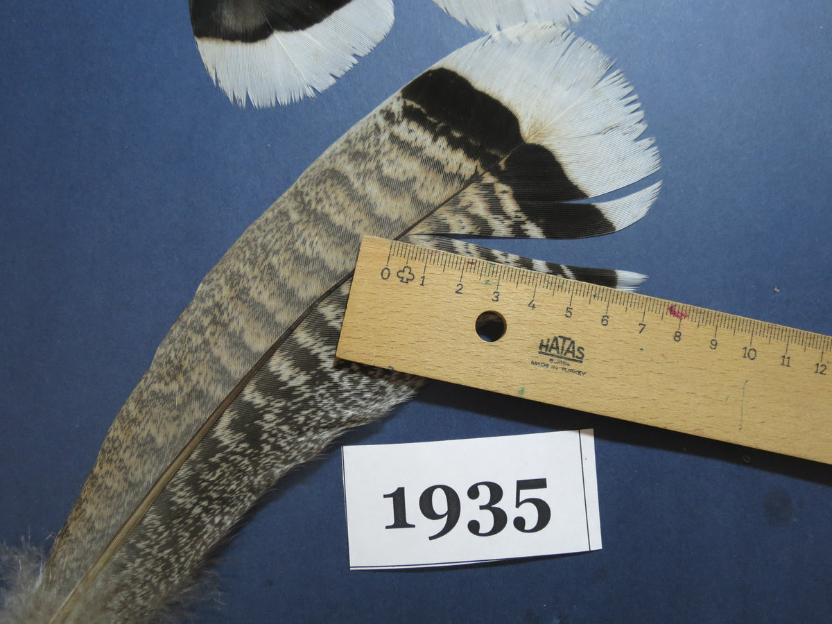 12 Pcs Natural Turkey Tail Feathers, Fly Tying Materials,Long Feathers. (1935)