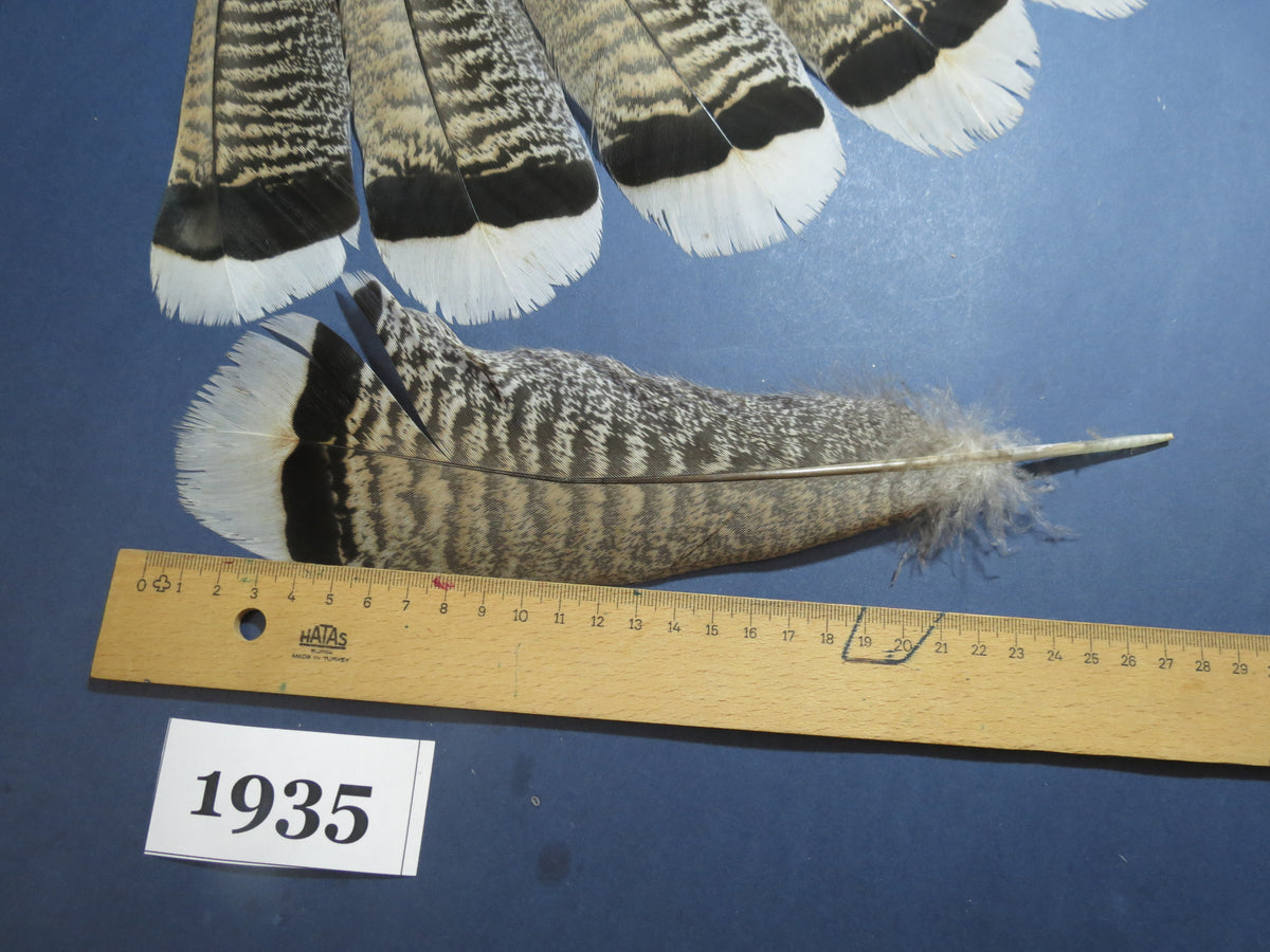 12 Pcs Natural Turkey Tail Feathers, Fly Tying Materials,Long Feathers. (1935)
