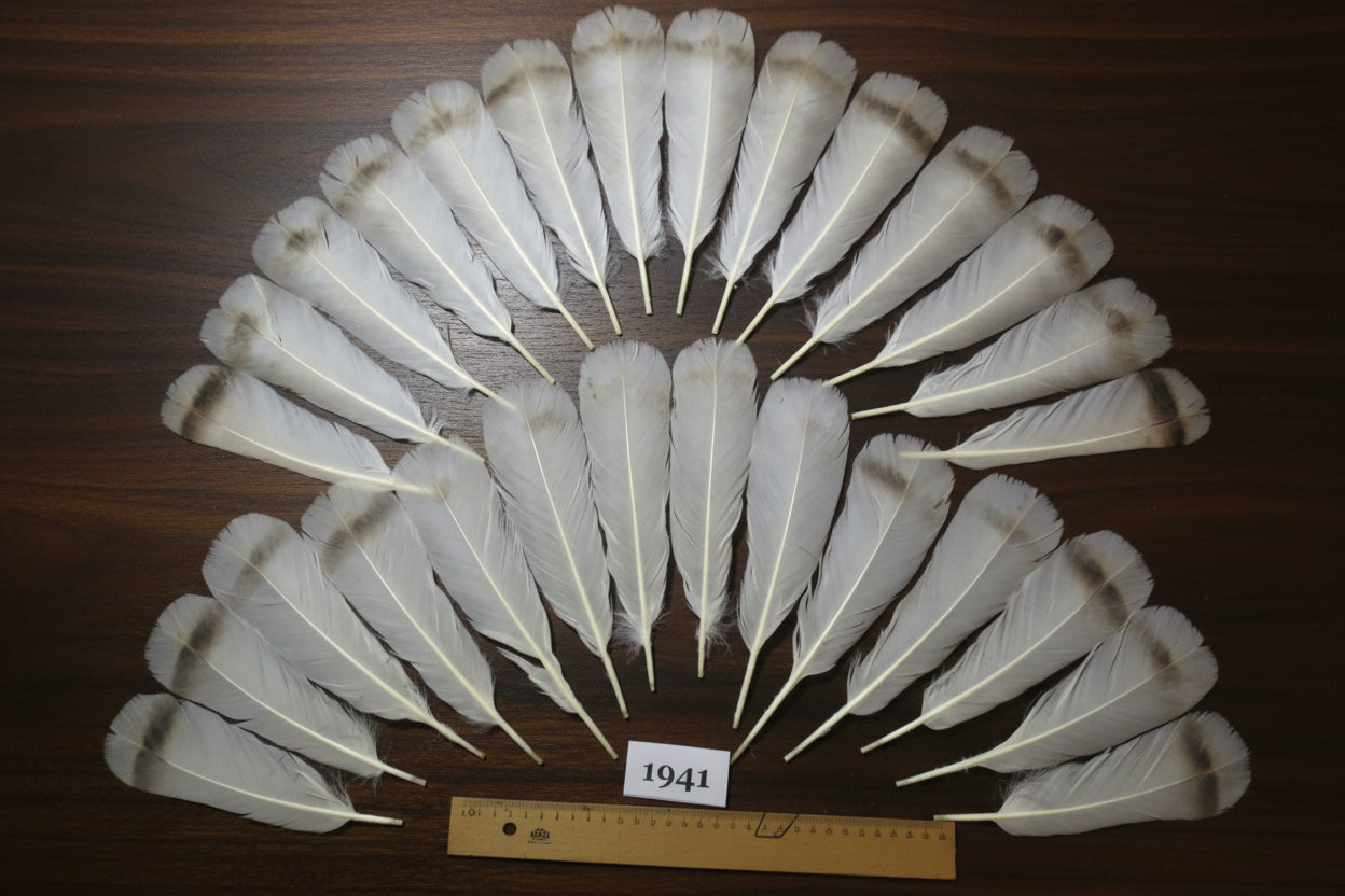 28 Pcs Natural Turkey Tail Feathers, Fly Tying Materials,Long Feathers. (1941)