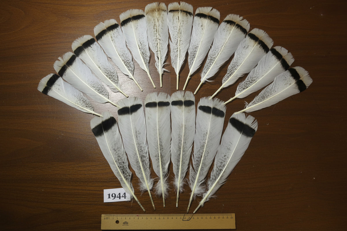 18 Pcs Natural Turkey Tail Feathers, Fly Tying Materials,Long Feathers. (1944)