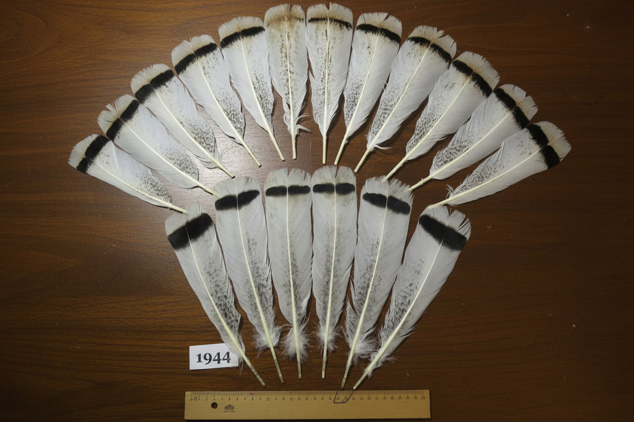 18 Pcs Natural Turkey Tail Feathers, Fly Tying Materials,Long Feathers. (1944)
