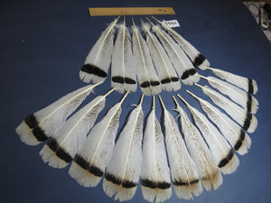 18 Pcs Natural Turkey Tail Feathers, Fly Tying Materials,Long Feathers. (1944)