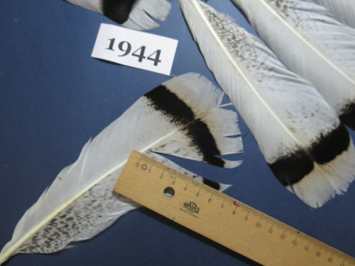 18 Pcs Natural Turkey Tail Feathers, Fly Tying Materials,Long Feathers. (1944)