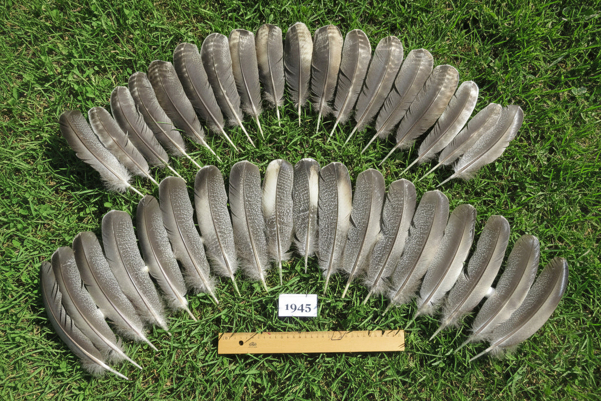 36 Pcs Natural Turkey Wing Feathers, Fly Tying Materials, Long Feathers. (1945)
