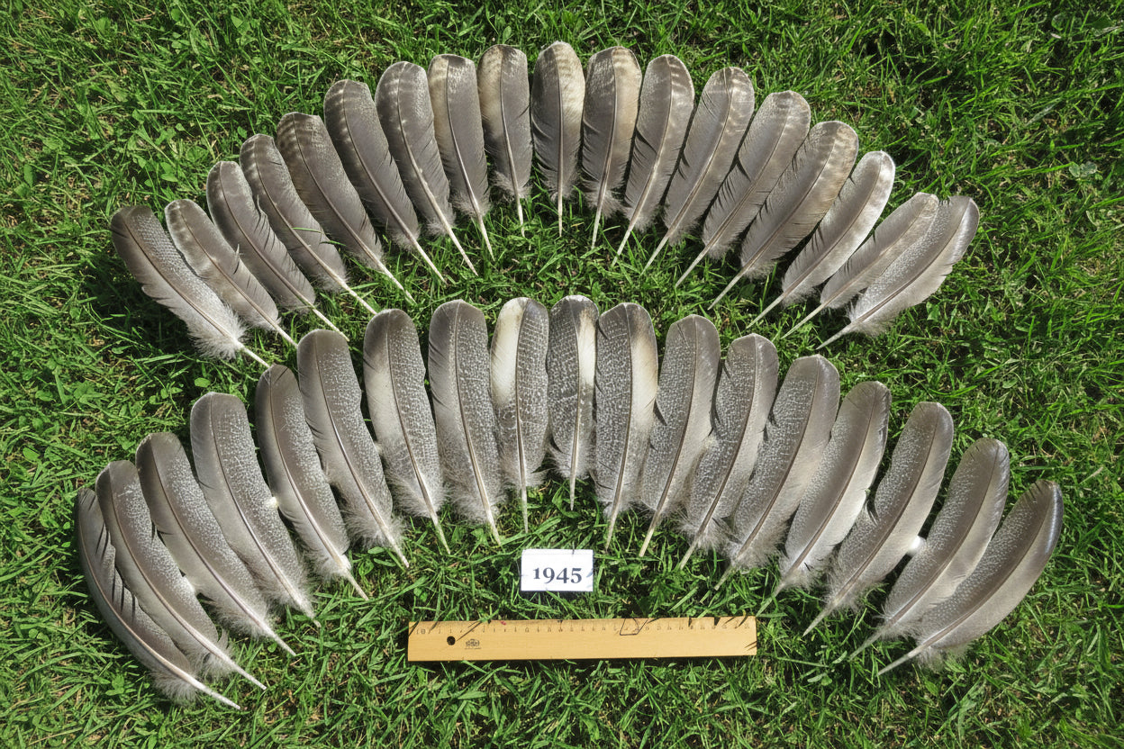 36 Pcs Natural Turkey Wing Feathers, Fly Tying Materials, Long Feathers. (1945)