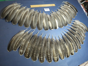 36 Pcs Natural Turkey Wing Feathers, Fly Tying Materials, Long Feathers. (1945)