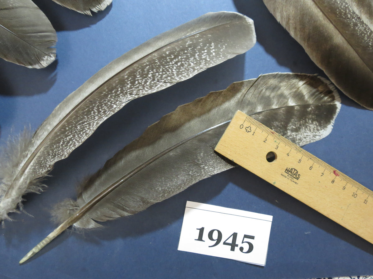 36 Pcs Natural Turkey Wing Feathers, Fly Tying Materials, Long Feathers. (1945)