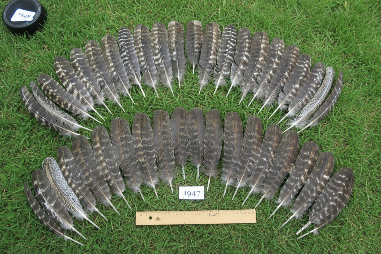 42 Pcs Natural Turkey Wing Feathers, Fly Tying Materials, Long Feathers. (1947)