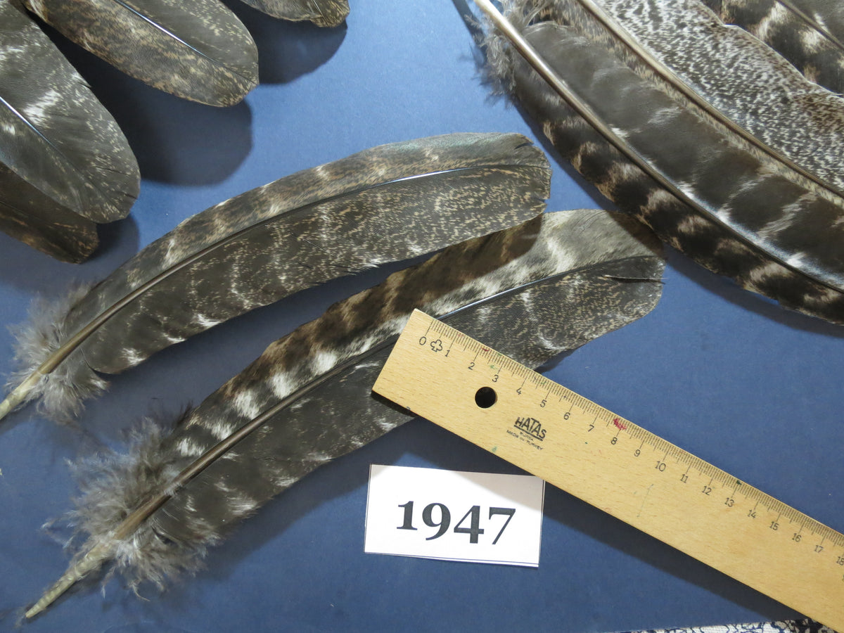 42 Pcs Natural Turkey Wing Feathers, Turkey Feathers,Fly Tying Material,Craft Feathers,Natural Feathers(1947)