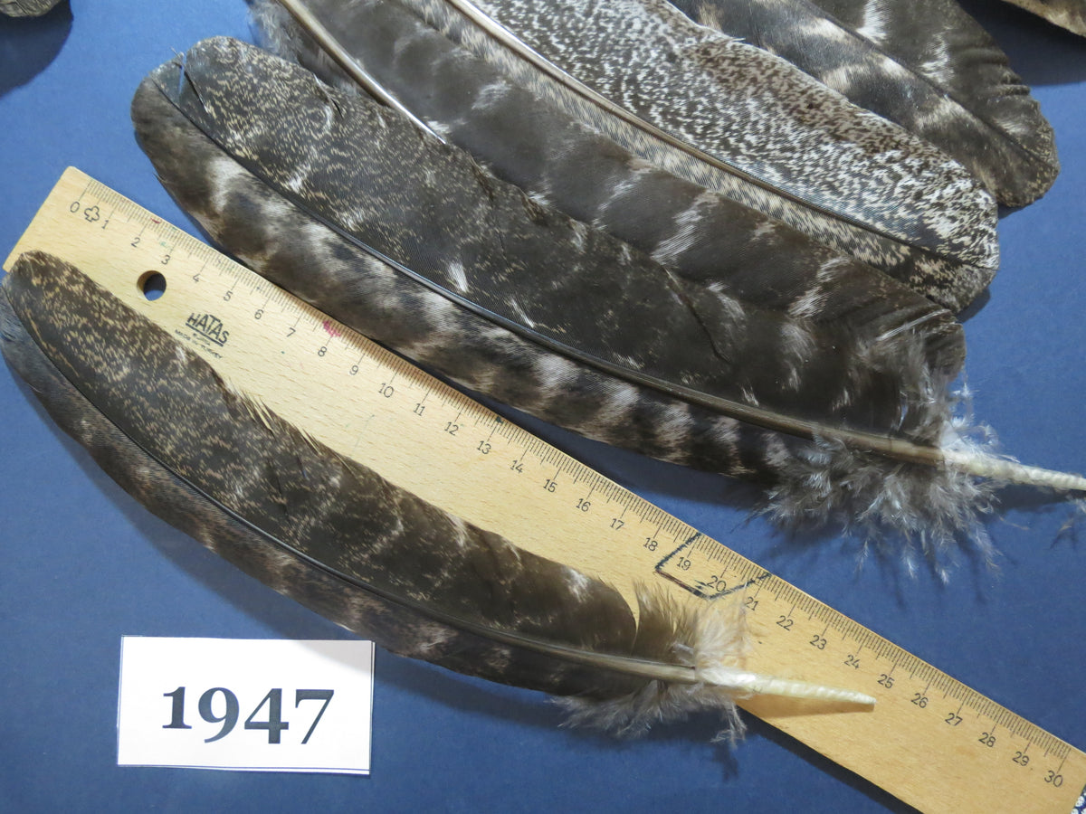 42 Pcs Natural Turkey Wing Feathers, Turkey Feathers,Fly Tying Material,Craft Feathers,Natural Feathers(1947)