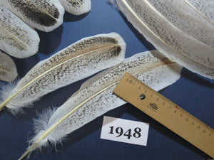 42 Pcs Natural Turkey Wing Feathers, Turkey Feathers,Fly Tying Material,Craft Feathers,Natural Feathers (1948)