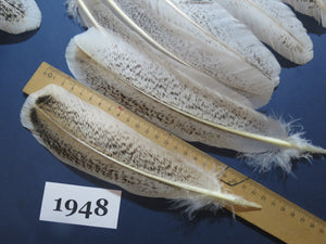 42 Pcs Natural Turkey Wing Feathers, Turkey Feathers,Fly Tying Material,Craft Feathers,Natural Feathers (1948)