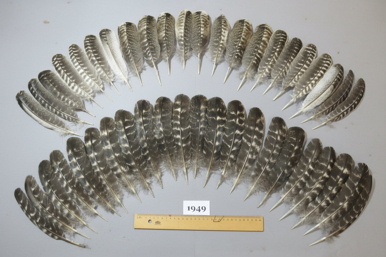 44 Pcs Barred Turkey Wing Feathers, Fly Tying Materials, Smudging Feathers (1949)