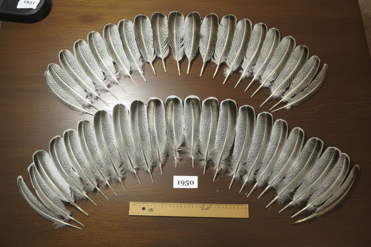 42 Pcs Natural Turkey Wing Feathers, Fly Tying Materials, Smudging Feathers (1950)
